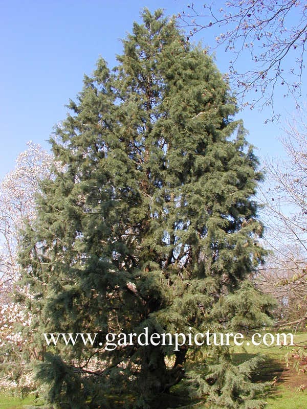 Cupressus duclouxiana