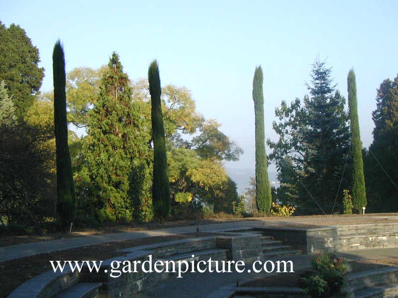 Cupressus sempervirens