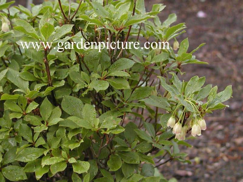 Enkianthus campanulatus 'Wallaby'
