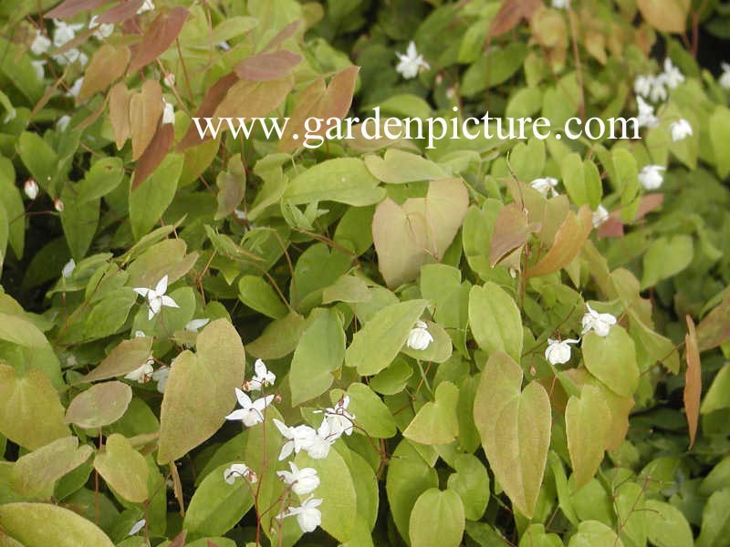 Epimedium youngianum 'Niveum'