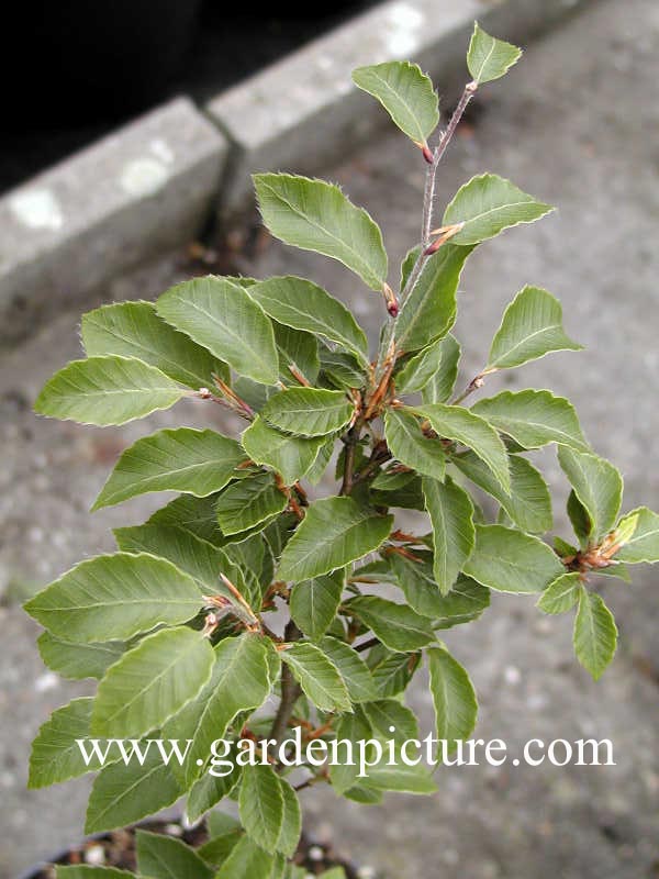 Fagus sylvatica 'Felderbach'