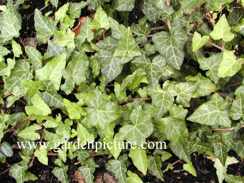 Hedera caucasigena 'Tanja'