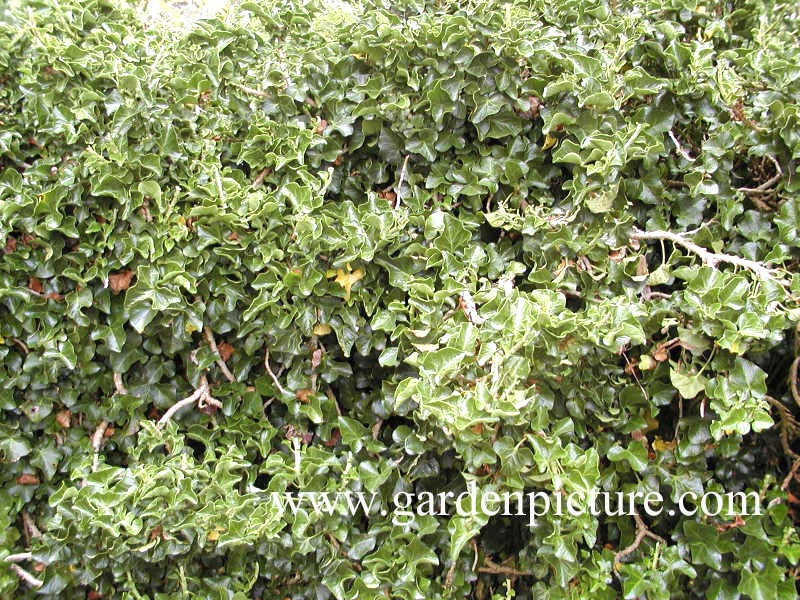 Hedera helix 'Conglomerata'