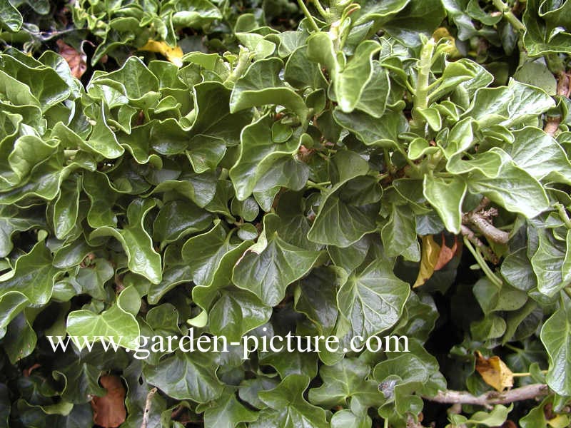 Hedera helix 'Conglomerata'