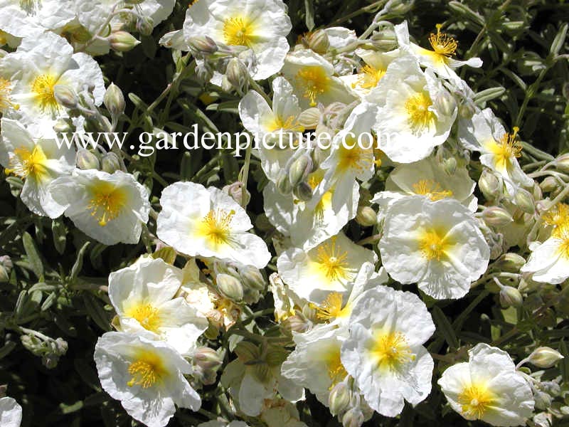 Helianthemum 'The Bride'