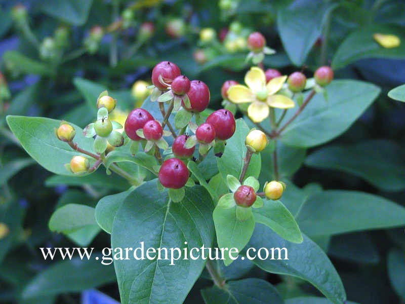 Hypericum inodorum 'Elite Marion'