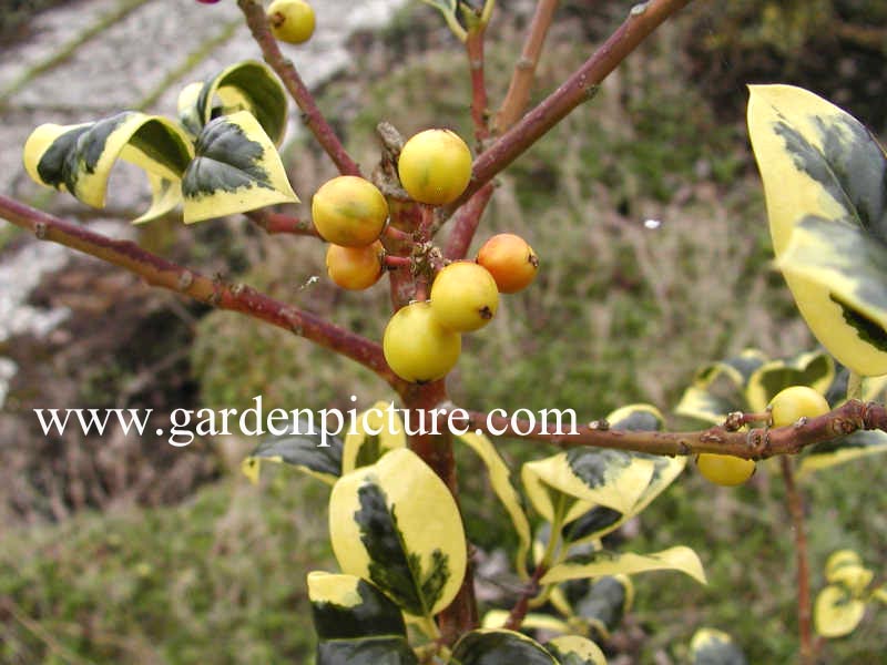 Ilex aquifolium 'Golden van Tol'