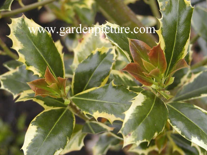 Ilex aquifolium 'Pyramidalis Aureomarginata'