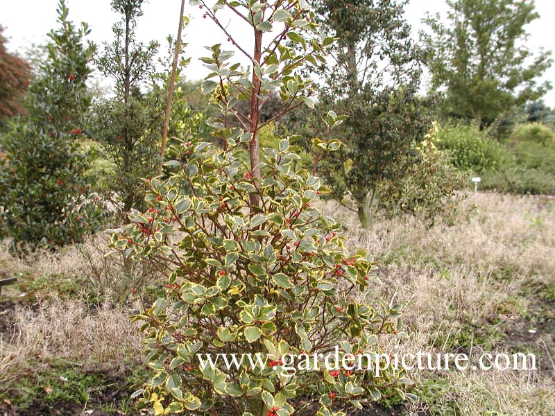 Ilex aquifolium 'Rubricaulis Aurea'