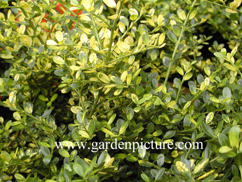 Ilex crenata 'Variegata'