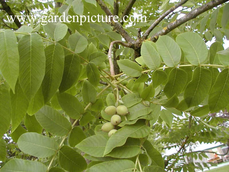 Juglans mandshurica