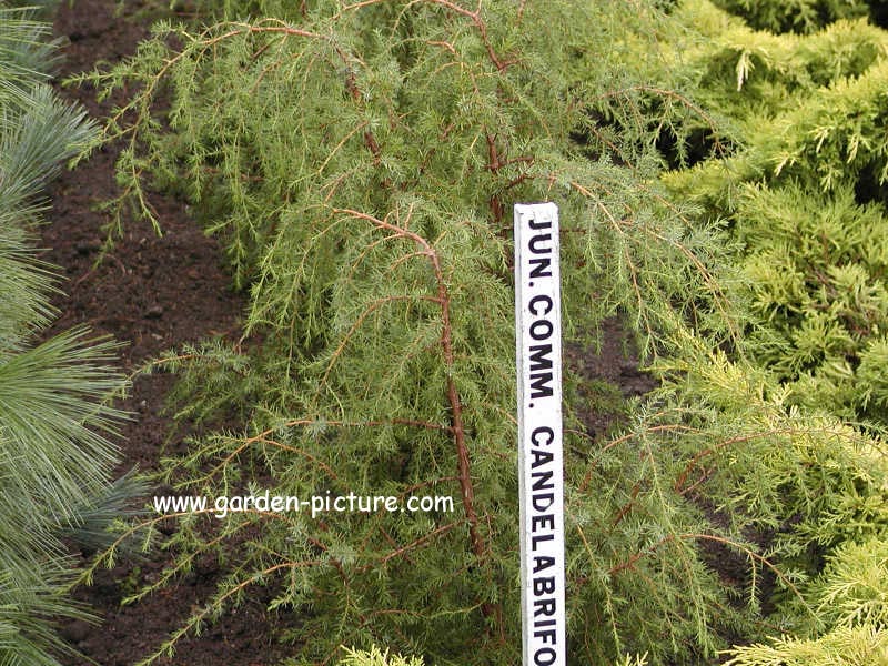 Juniperus communis 'Candelabriformis' (65231)