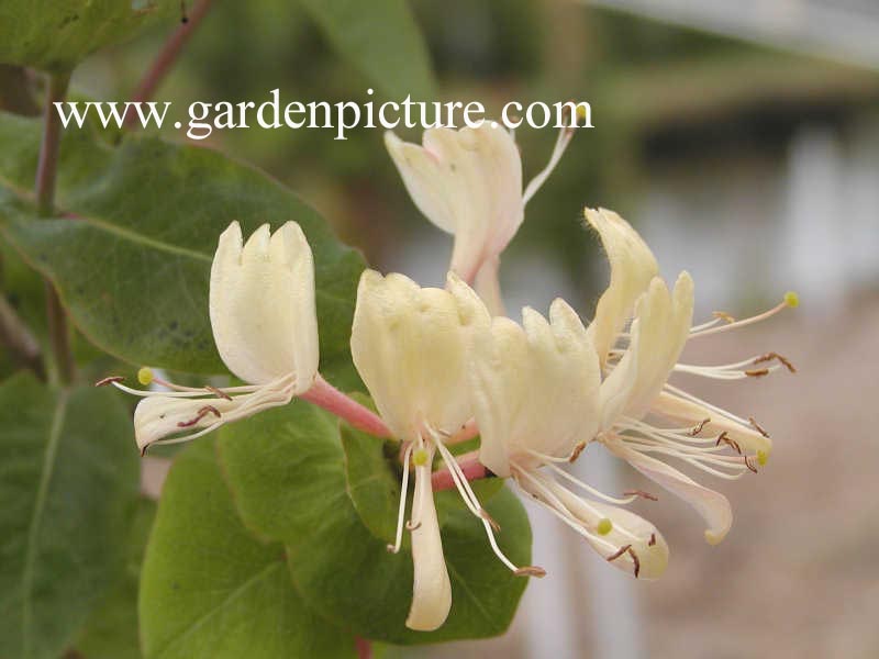 Lonicera caprifolium 'Inga'