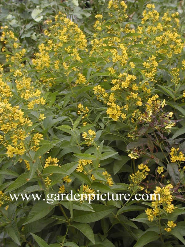 Lysimachia vulgaris