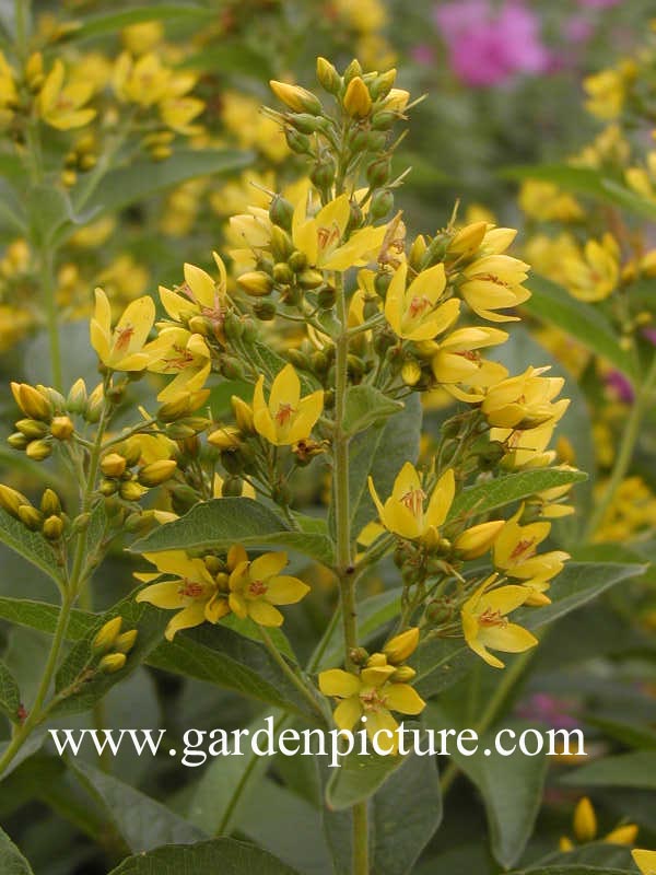 Lysimachia vulgaris