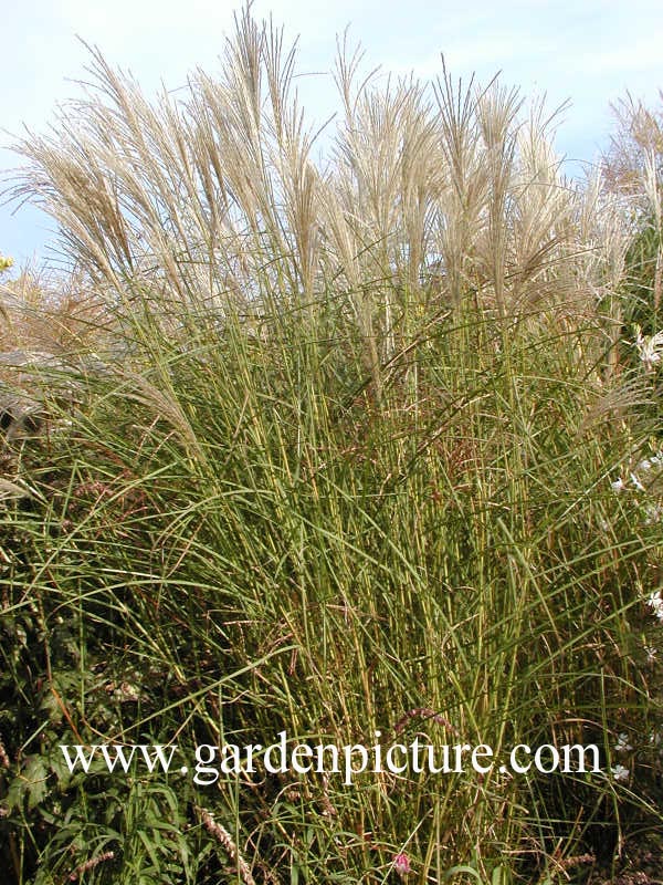 Miscanthus sinensis 'Kleine Fontaene'