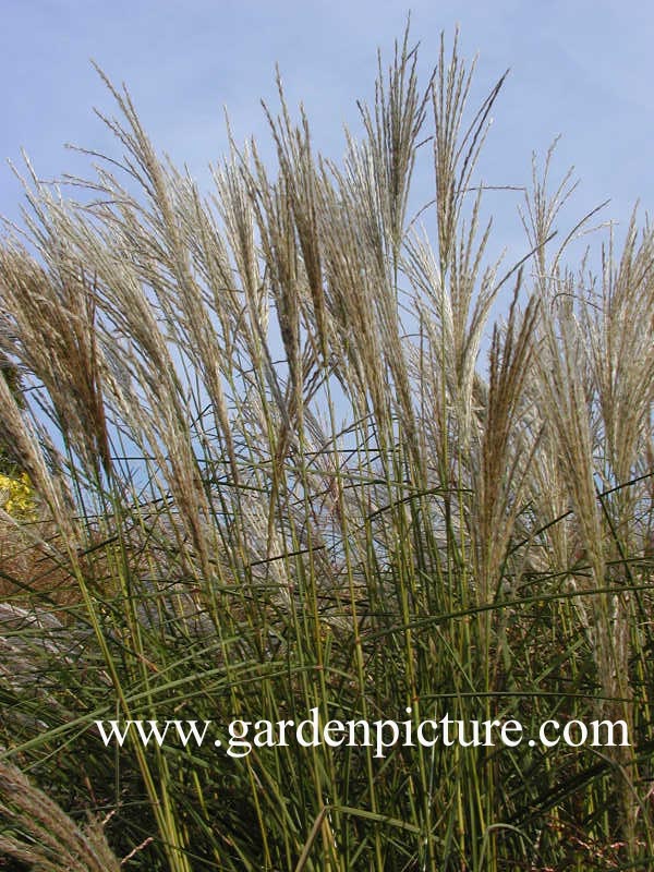 Miscanthus sinensis 'Kleine Fontaene'