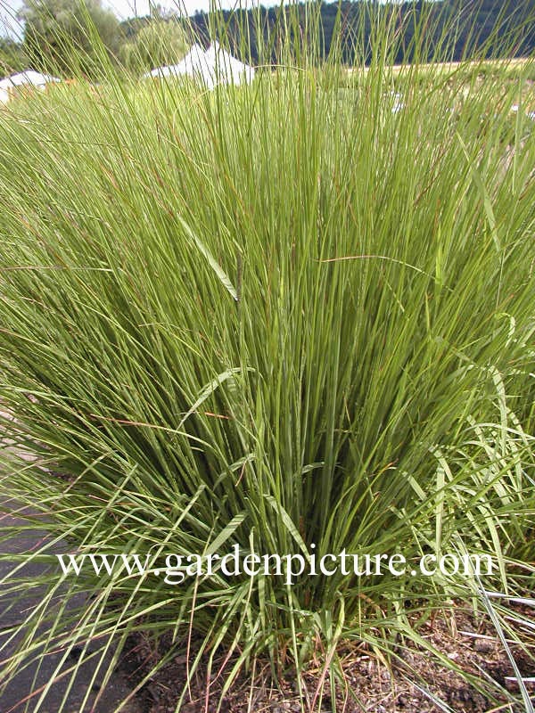 Molinia caerulea 'Heidebraut'