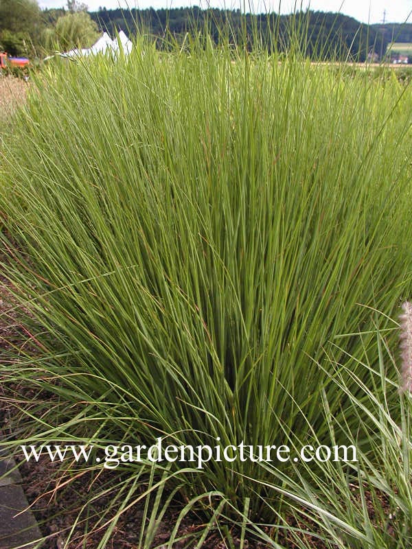 Molinia caerulea 'Moorhexe'