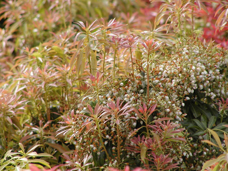 Pieris japonica 'White Caps'