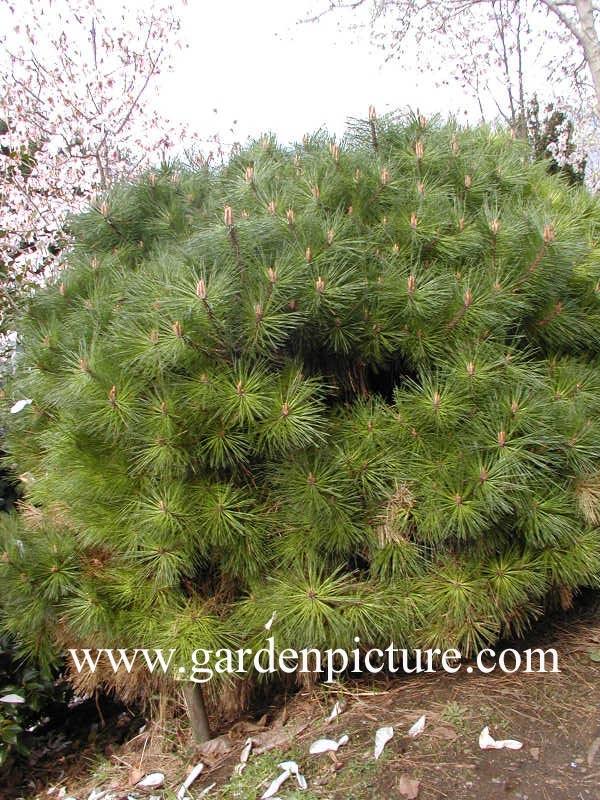 Pinus nigra 'Pierrick Bregeon' (BREPO)