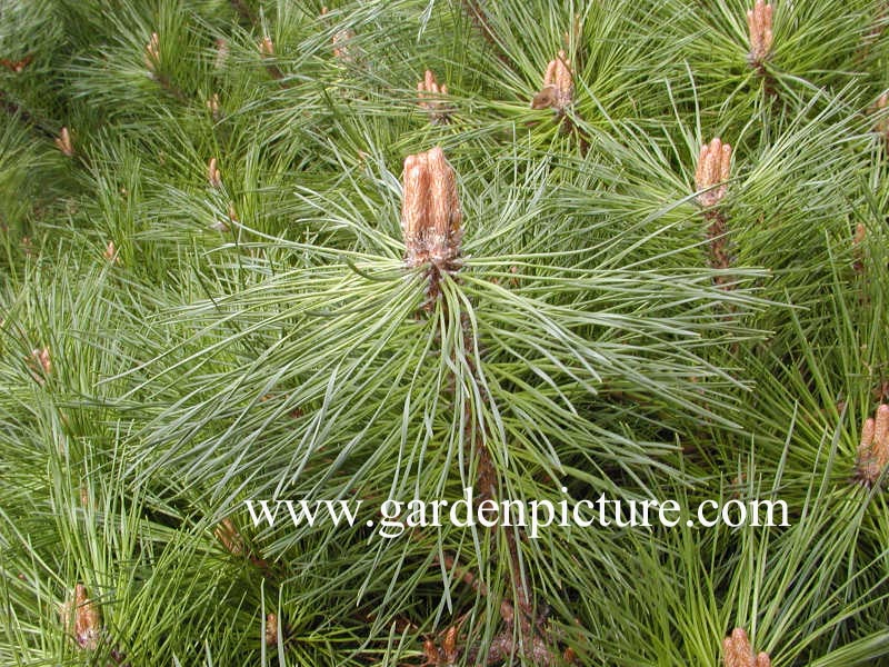 Pinus nigra 'Pierrick Bregeon' (BREPO)