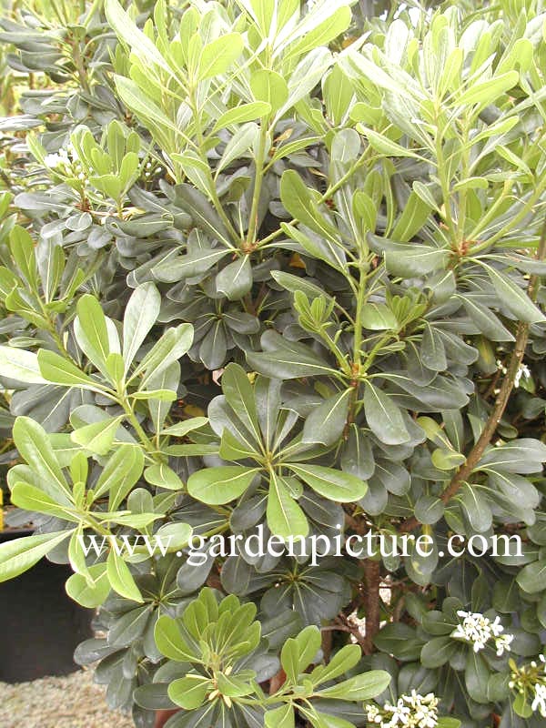 Pittosporum tobira 'Nanum'