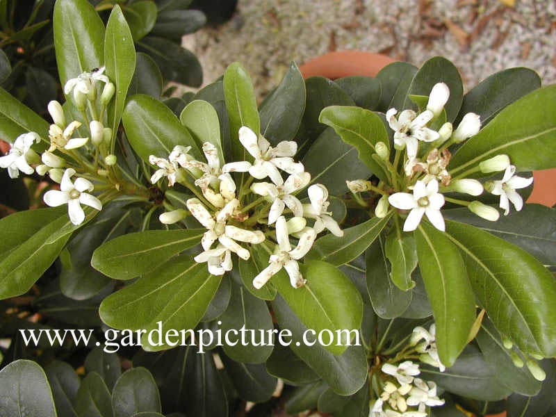 Pittosporum tobira 'Nanum'