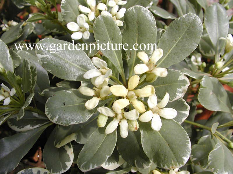 Pittosporum tobira 'Variegatum'