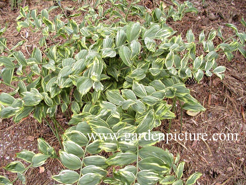 Polygonatum hybridum 'Striatum'