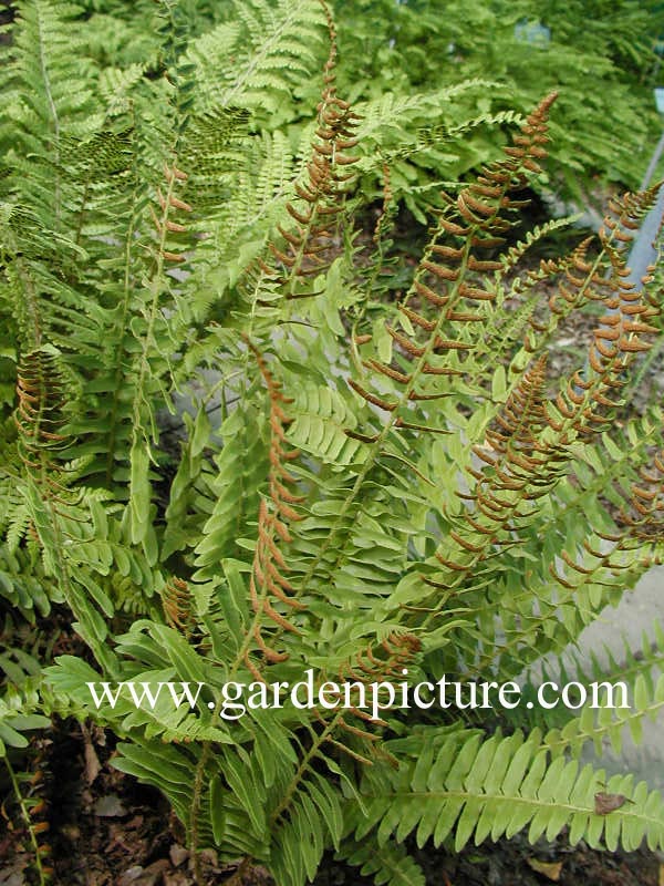 Polystichum acrostichoides