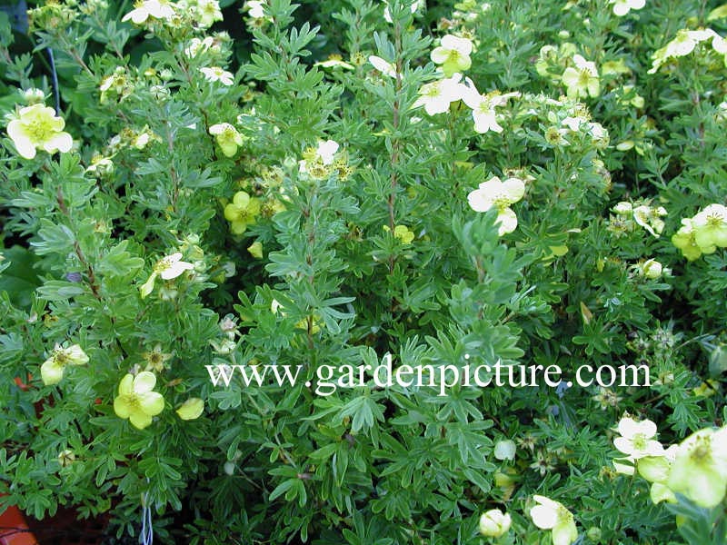 Potentilla fruticosa 'Klondike'