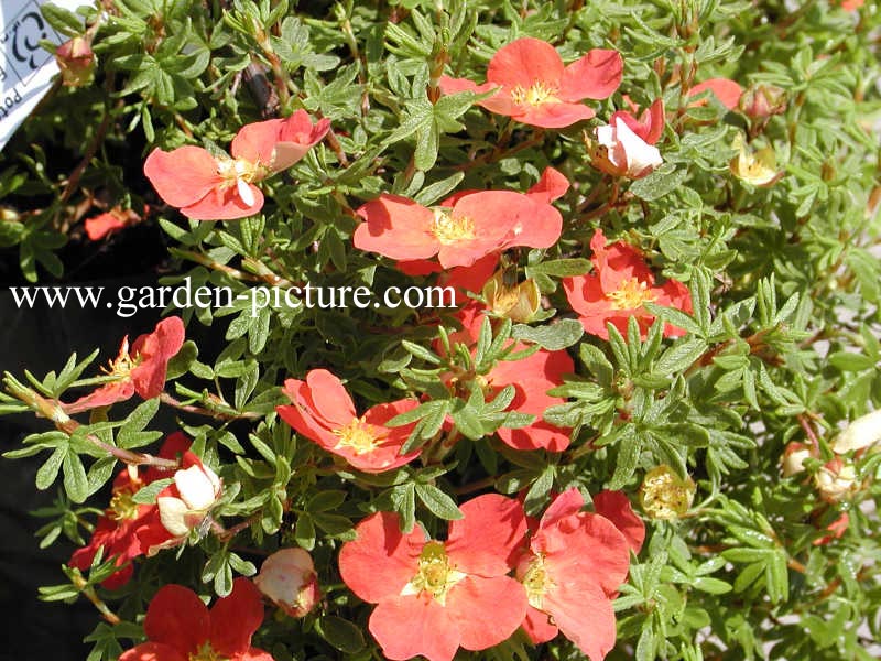 Potentilla fruticosa 'Red Robin'