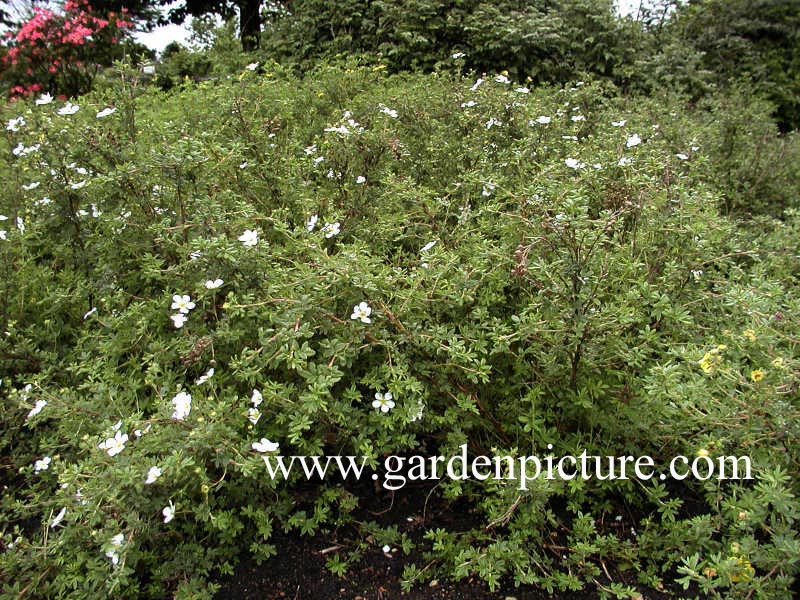 Potentilla fruticosa 'White Rain'