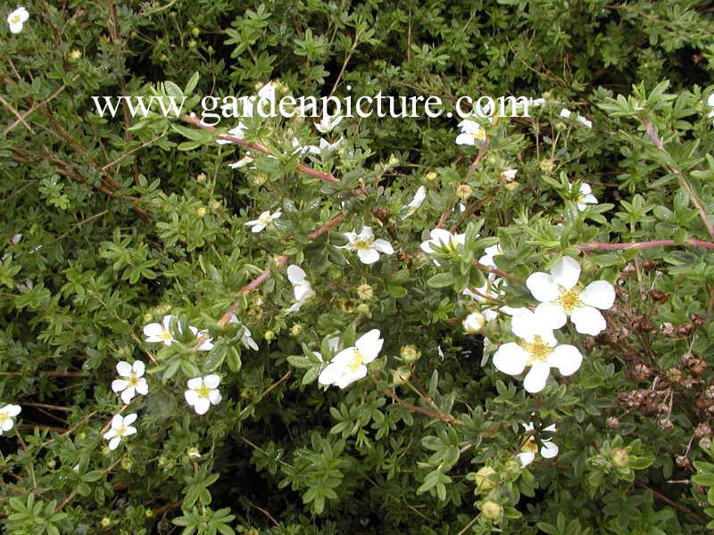 Potentilla fruticosa 'White Rain'