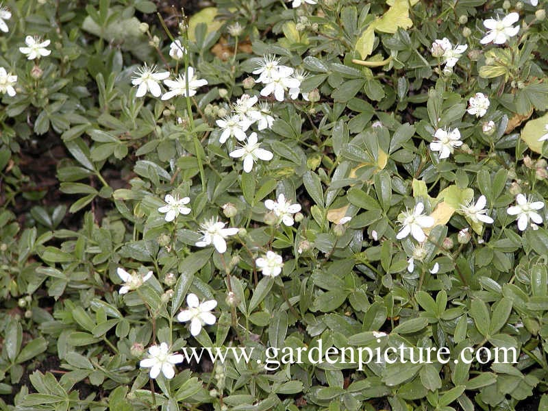 Potentilla tridentata 'Nuuk'