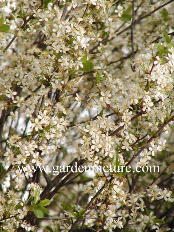 Prunus fruticosa 'Globosa'