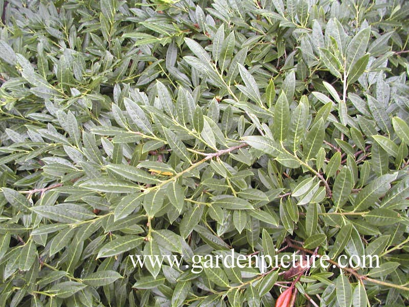 Prunus laurocerasus 'Gruener Teppich'