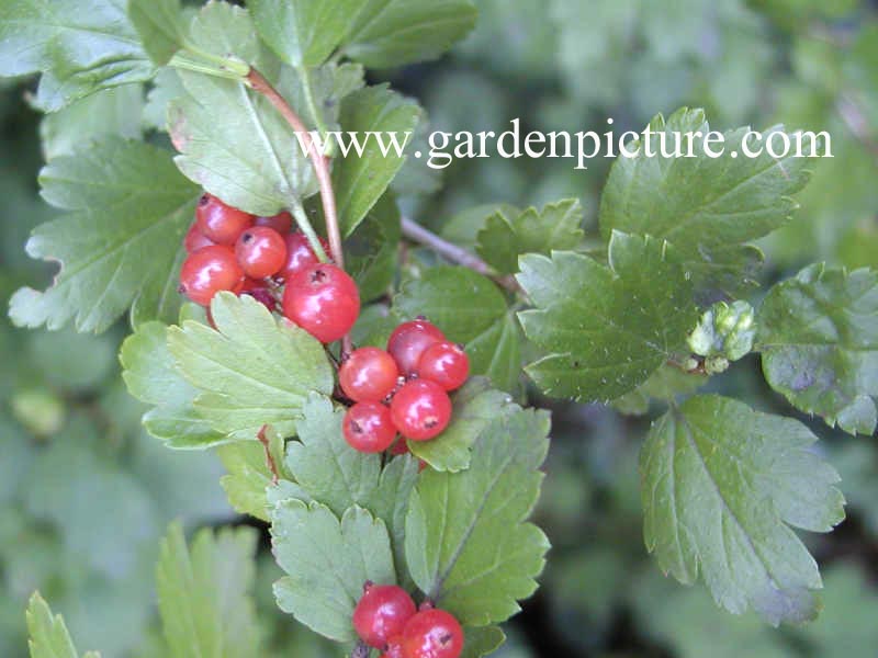 Ribes alpinum