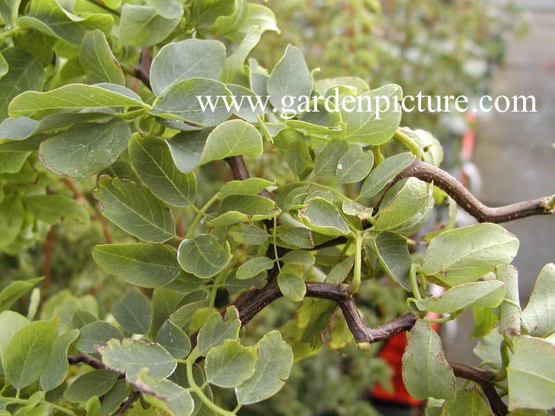 Robinia 'Twisty Baby'