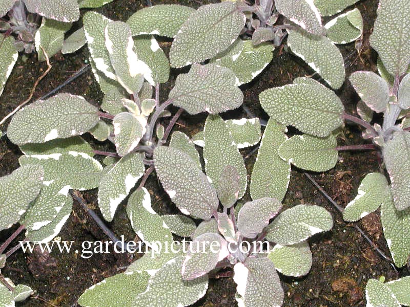 Salvia officinalis 'Tricolor'