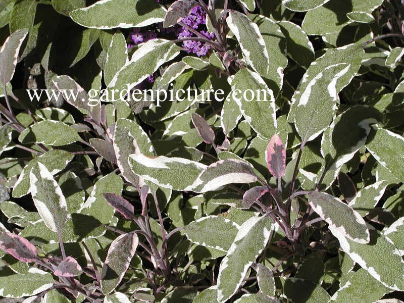 Salvia officinalis 'Tricolor'