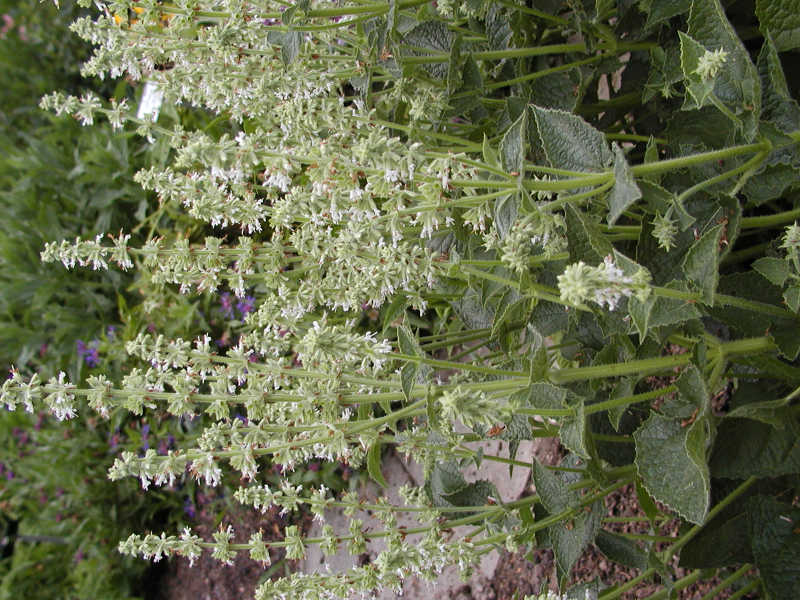 Salvia verticillata 'Alba'