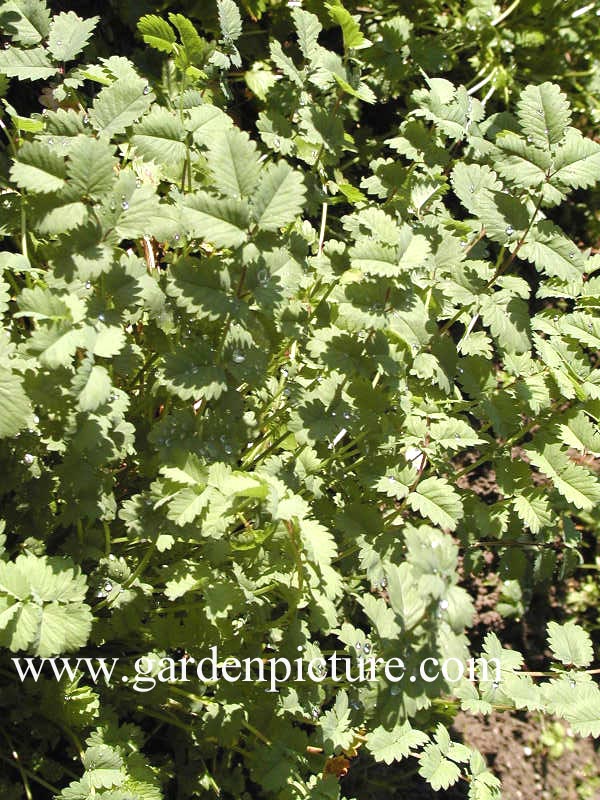 Sanguisorba minor