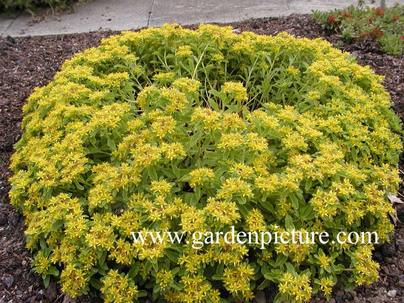 Sedum kamtschaticum 'Ellacombianum'