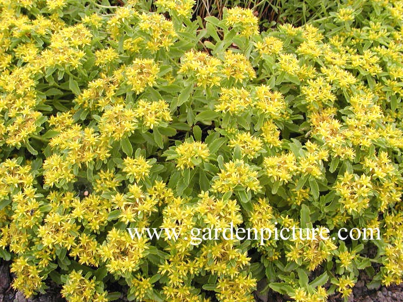 Sedum kamtschaticum 'Ellacombianum'