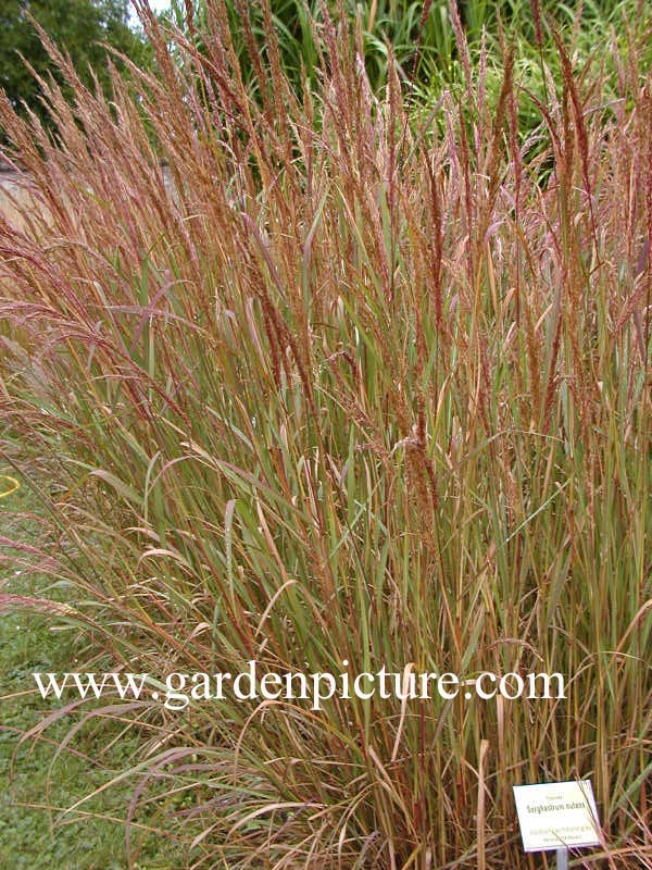 Sorghastrum nutans
