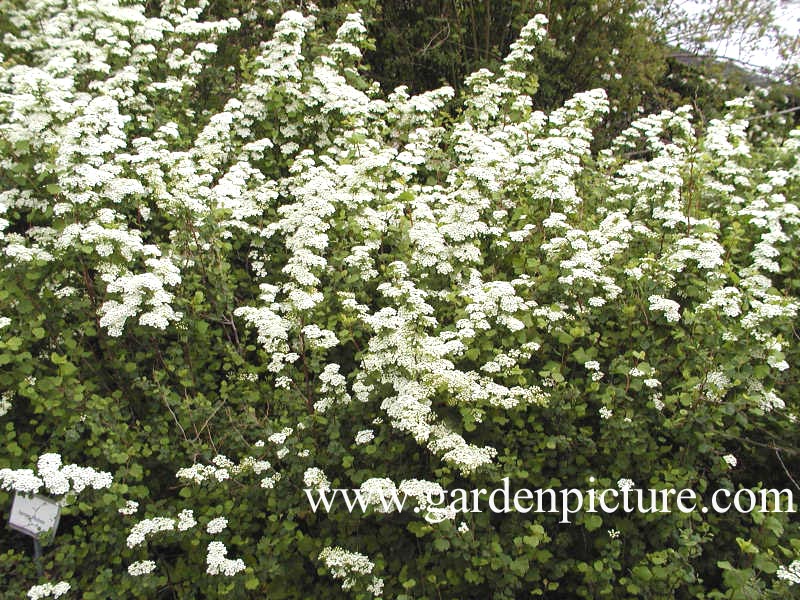 Spiraea trilobata