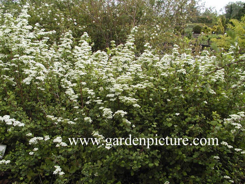 Spiraea trilobata