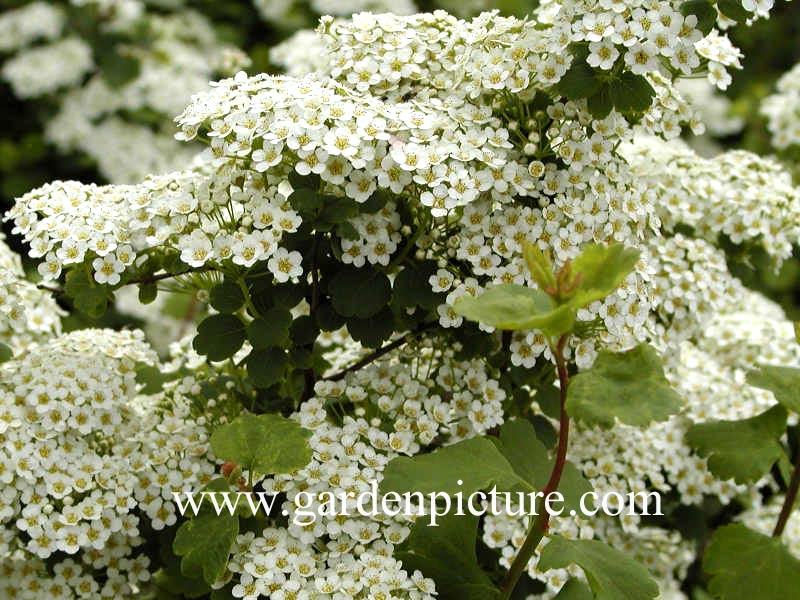 Spiraea trilobata